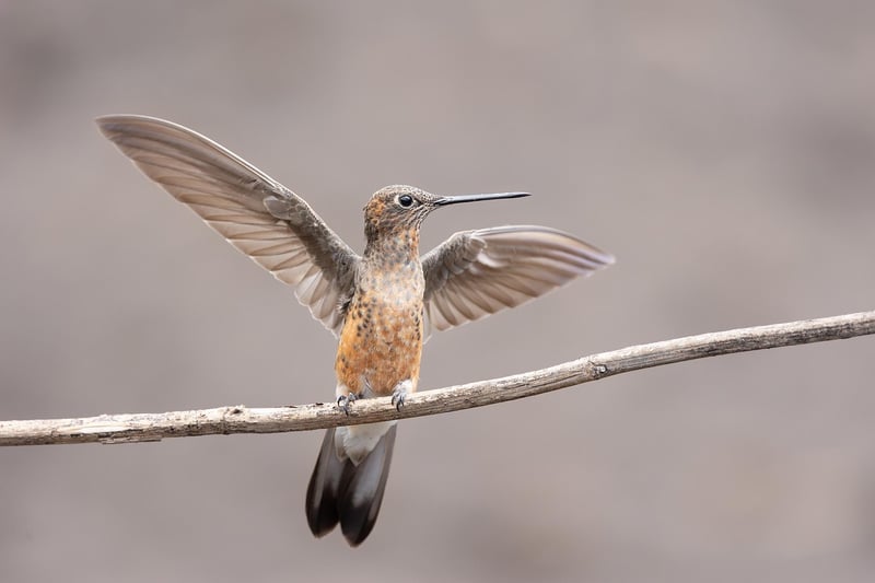Hummingbird Attractors