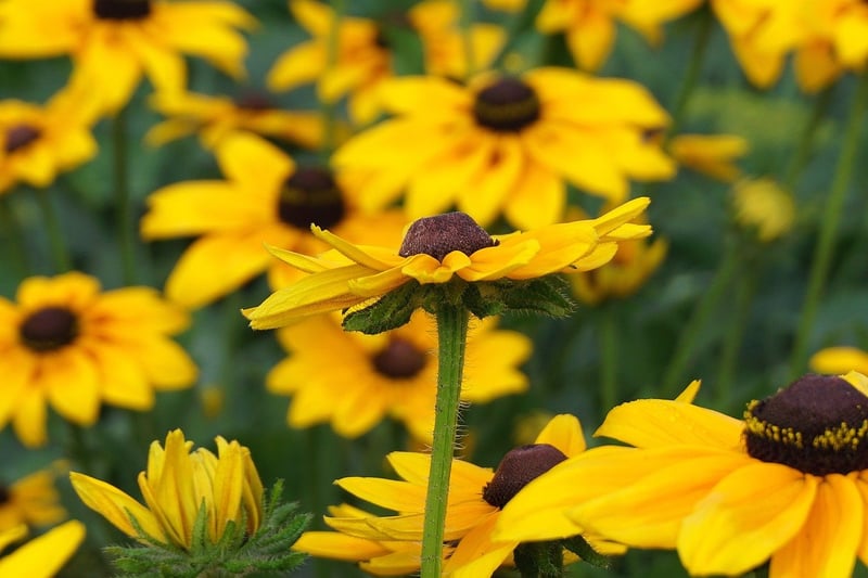 Coneflower Plant