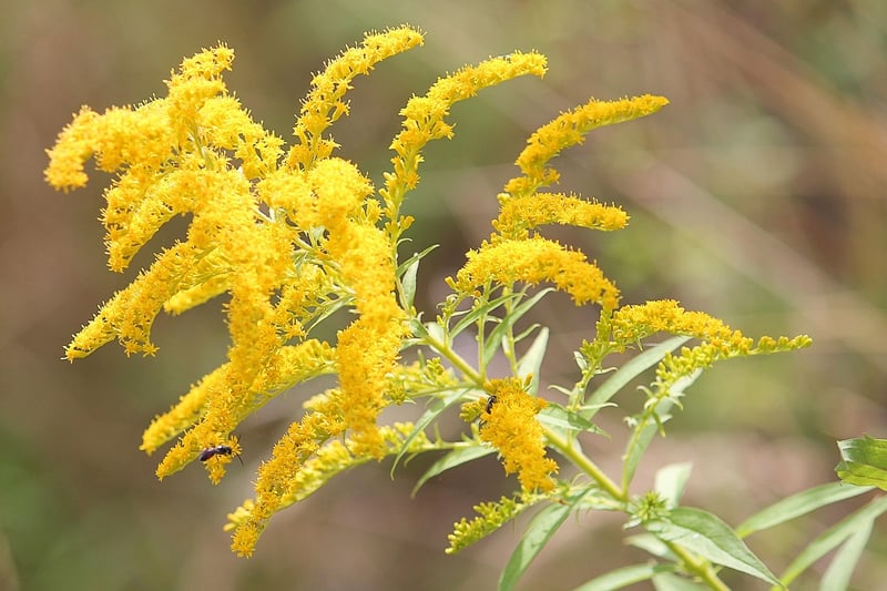 Goldenrod Plant