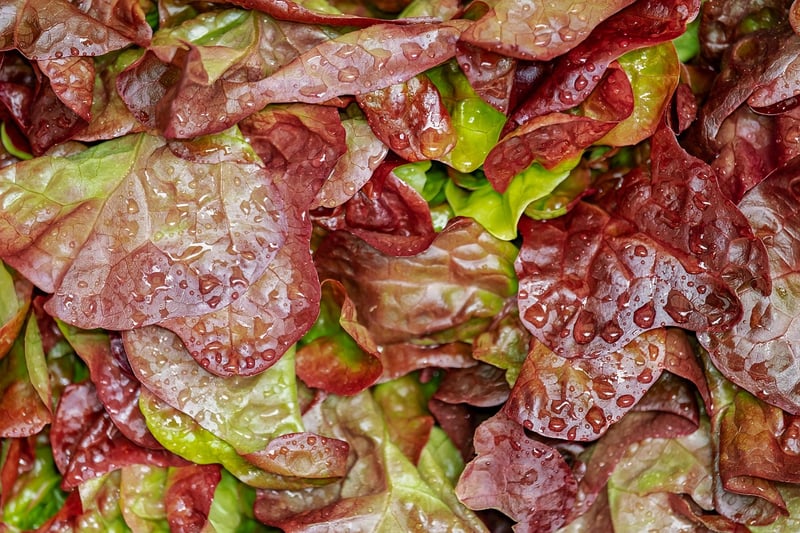 Salad Greens