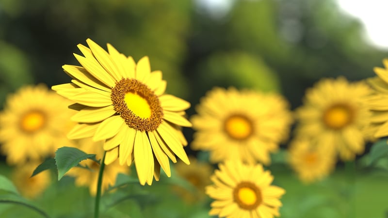 Sunflower Plant