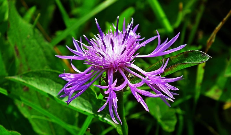 Wild Bergamot Plant